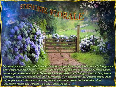 Symphonie Florale
