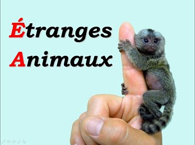 Etranges animaux