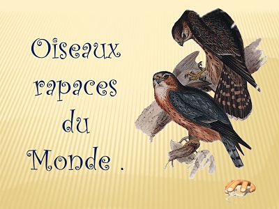 Oiseaux rapaces du Monde.jpg