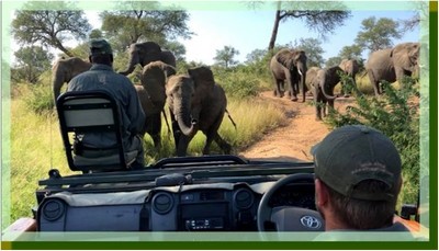 Afrique du Sud – 2 – Safaris