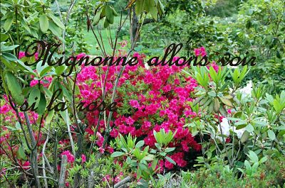 Mignone allons voir si la rose...