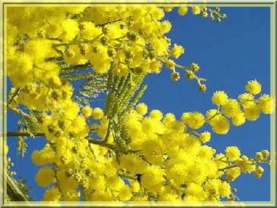 Tanneron---le-village-du-mimosa-5771