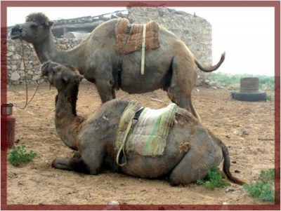 L’Ouzbékistan – 7 – Le Kysyl-Koum
