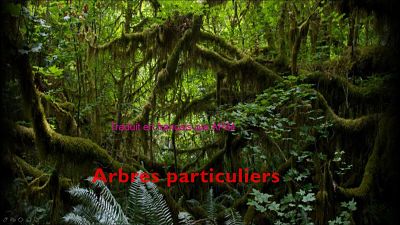 Arbres particuliers