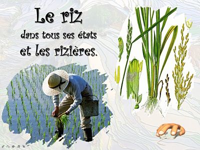 Le riz dans tous ses états et les rizières
