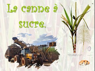 La Canne à sucre